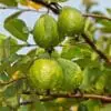 Guava