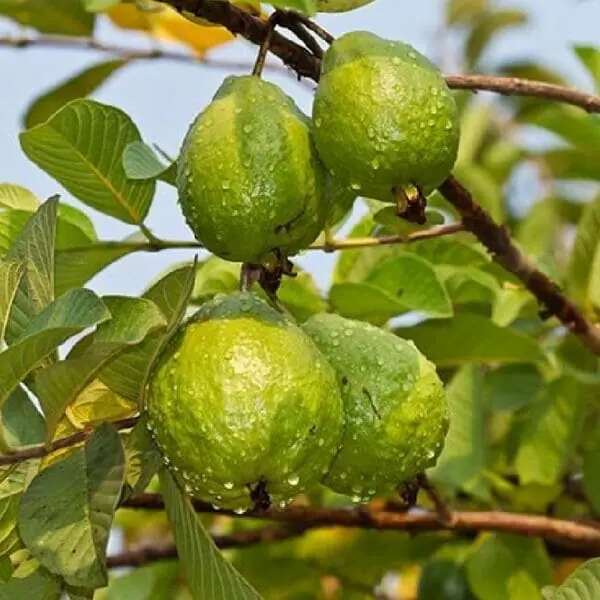 Guava