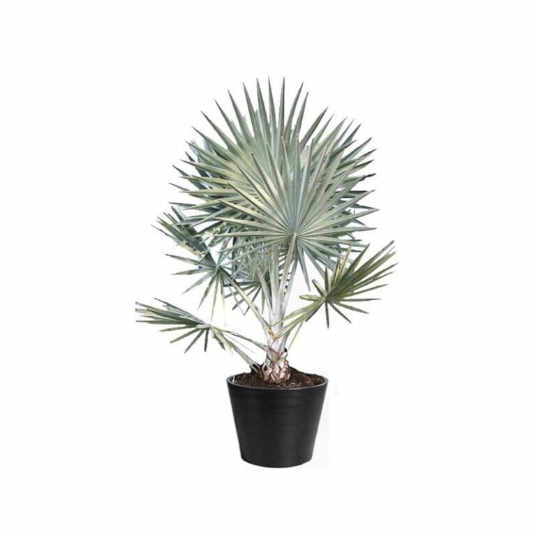 Bismarckia pot