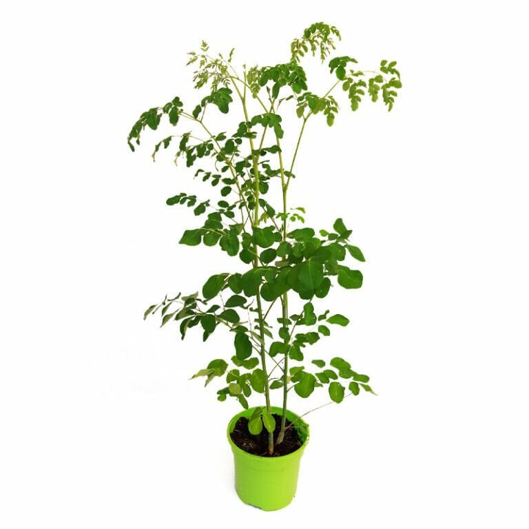 Moringa Tree