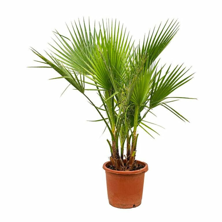 Washingtonia