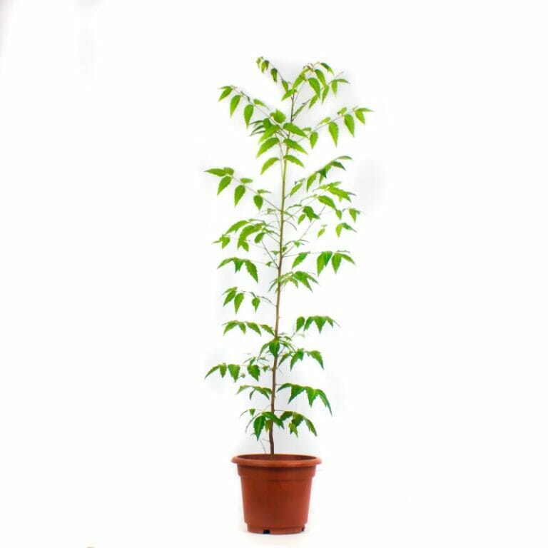 Neem Tree