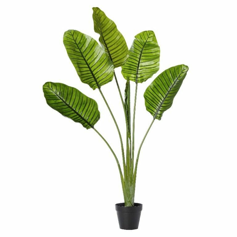 Traveler Palm