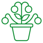 Vegetable plants