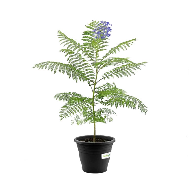 Blue Jaccaranda