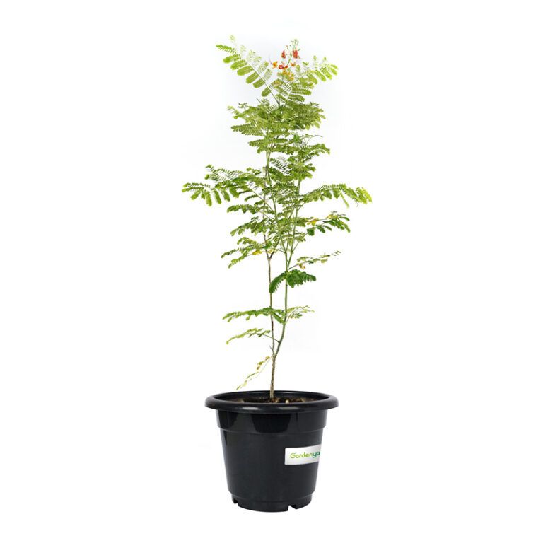 Caesalpinia Pulcherrima