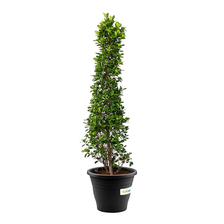 Ficus panda Cone