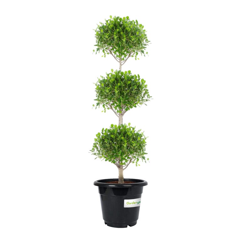 Ficus Three Steps