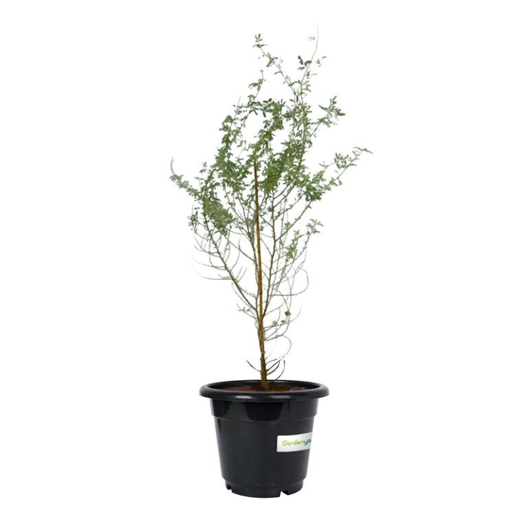Prosopis Cineraria