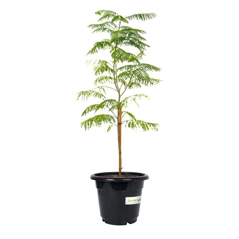 Royal Poinciana