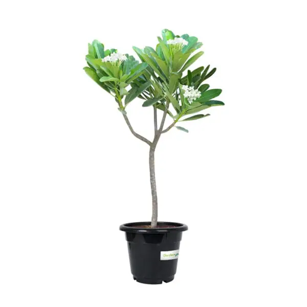 بلوميريا