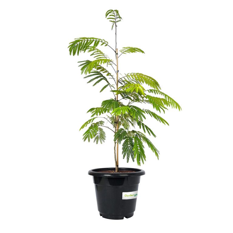 Albizia pot