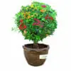 Bougainvillea - Shaped - Image 3