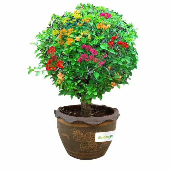 Bougainvillea - Shaped - Image 3