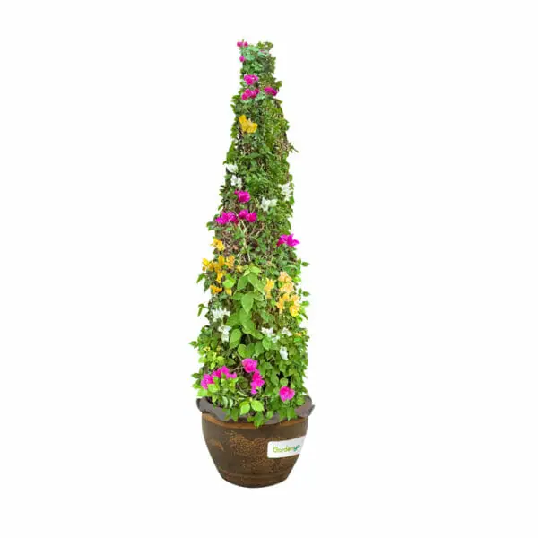 Bougainvillea - Shaped