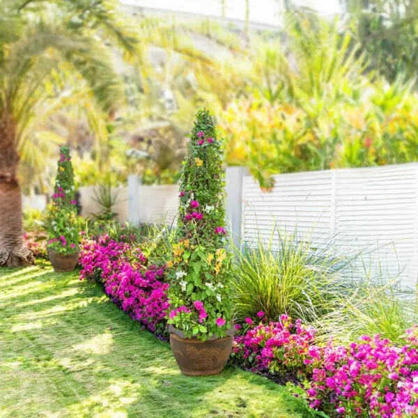 Bougainvillea - Shaped - Image 2