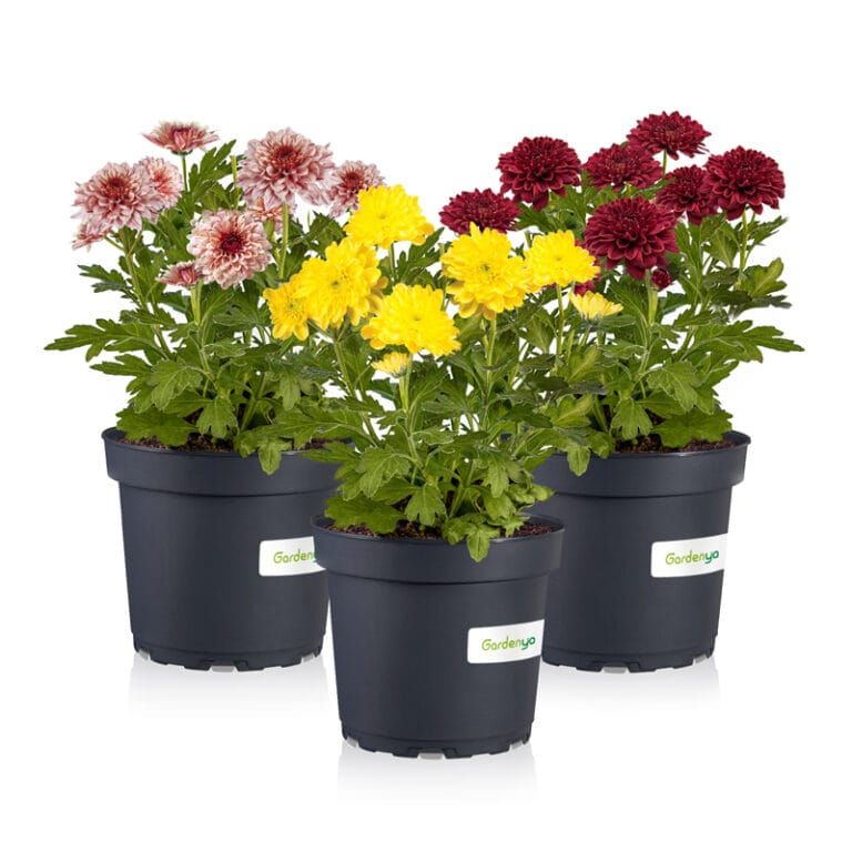 Chrysanthemum Classic