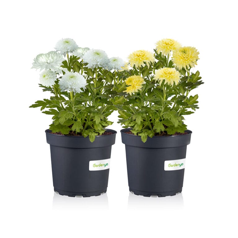 Chrysanthemum Magnum