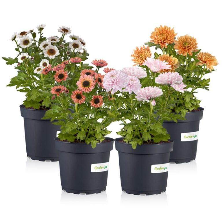 Chrysanthemum Unique
