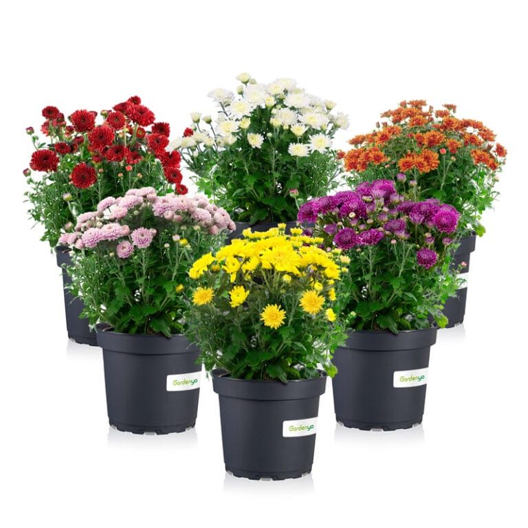 Chrysanthemum Multiflora