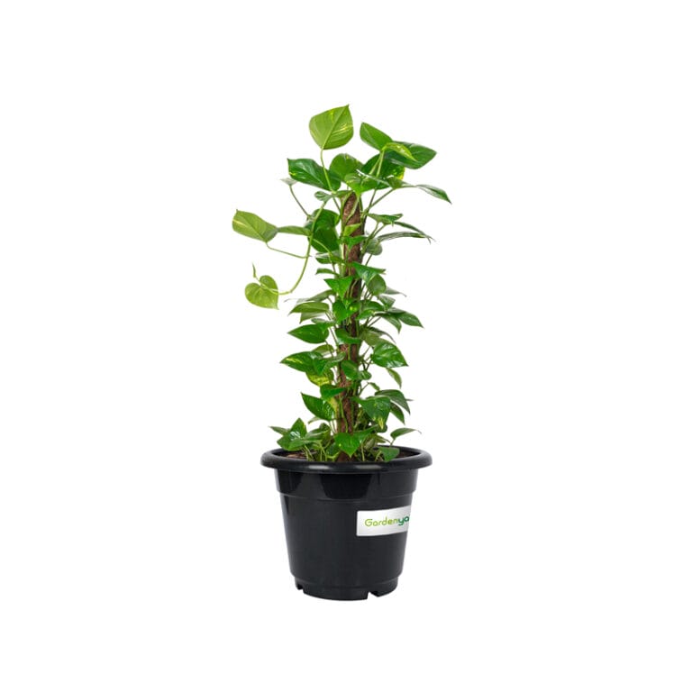 Money Plant - Epipremnum Aureum