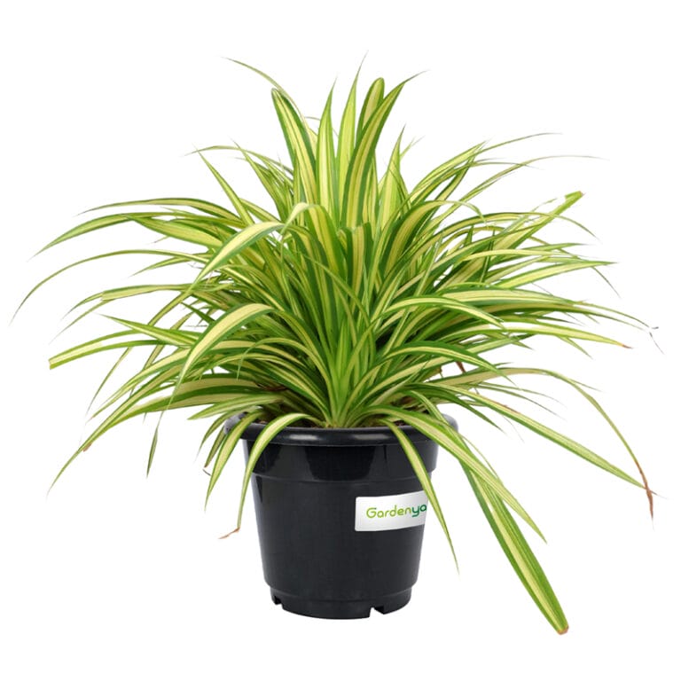 Pandanus Variegata