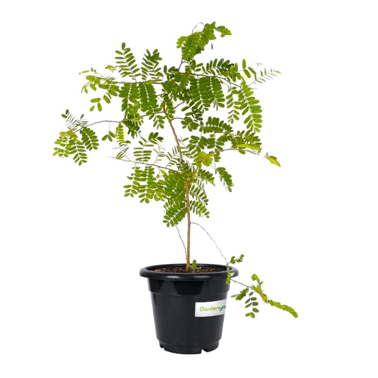 Tamarind