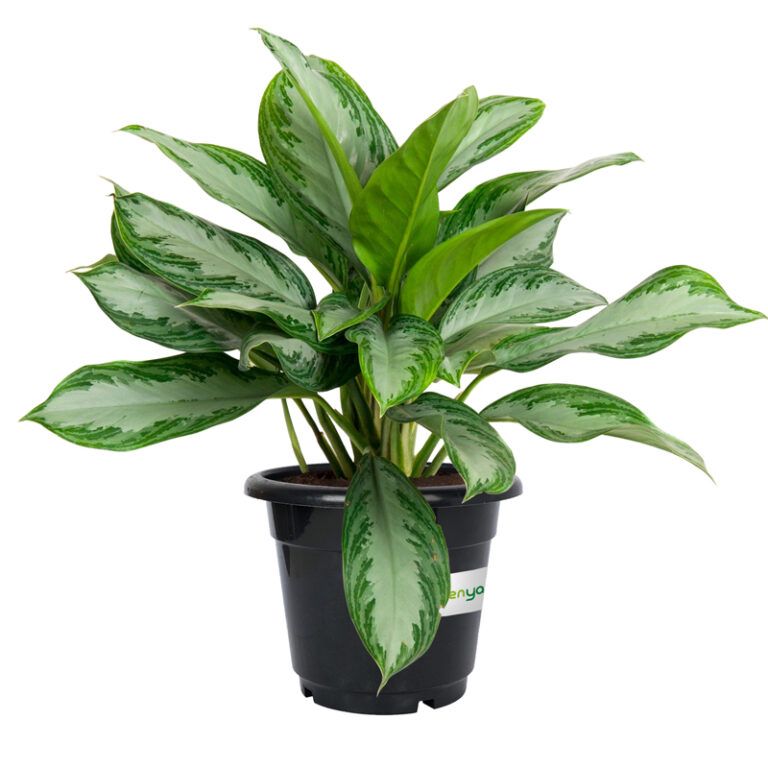 Aglaonema Silver Bay