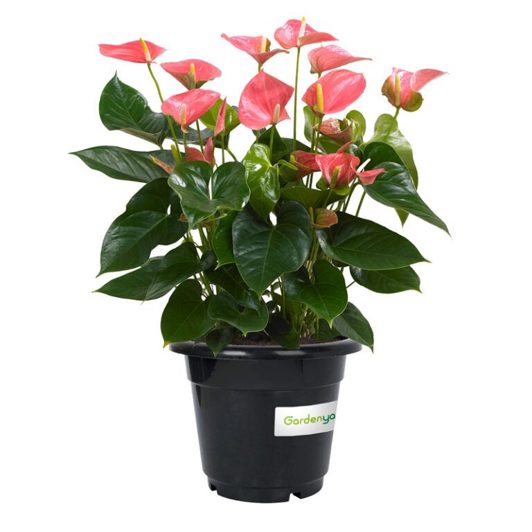 Anthurium Pink