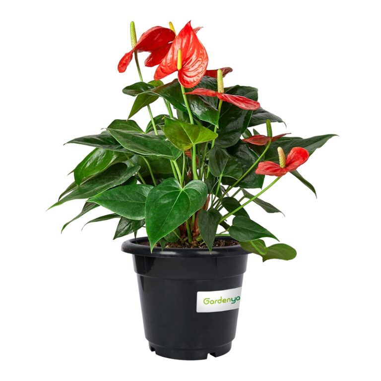 Anthurium Red