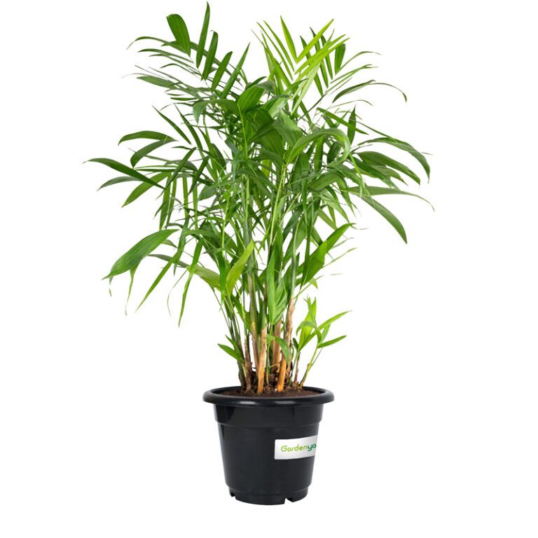 Bamboo Palm
