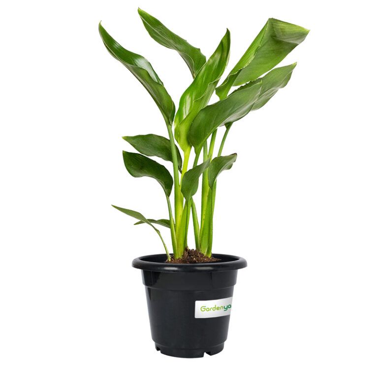 Bird of Paradise