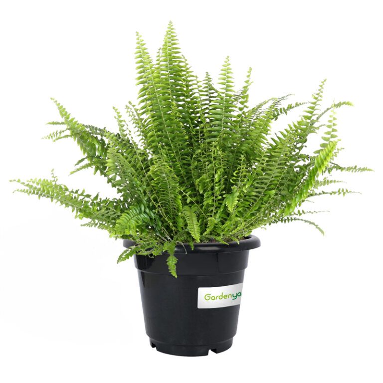 Boston Fern