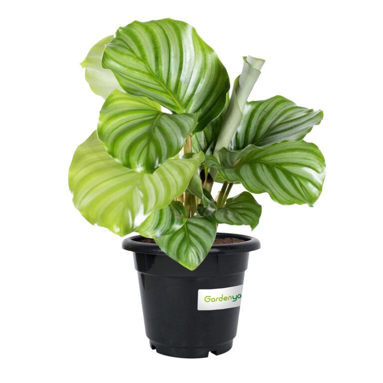 Calathea Orbifolia