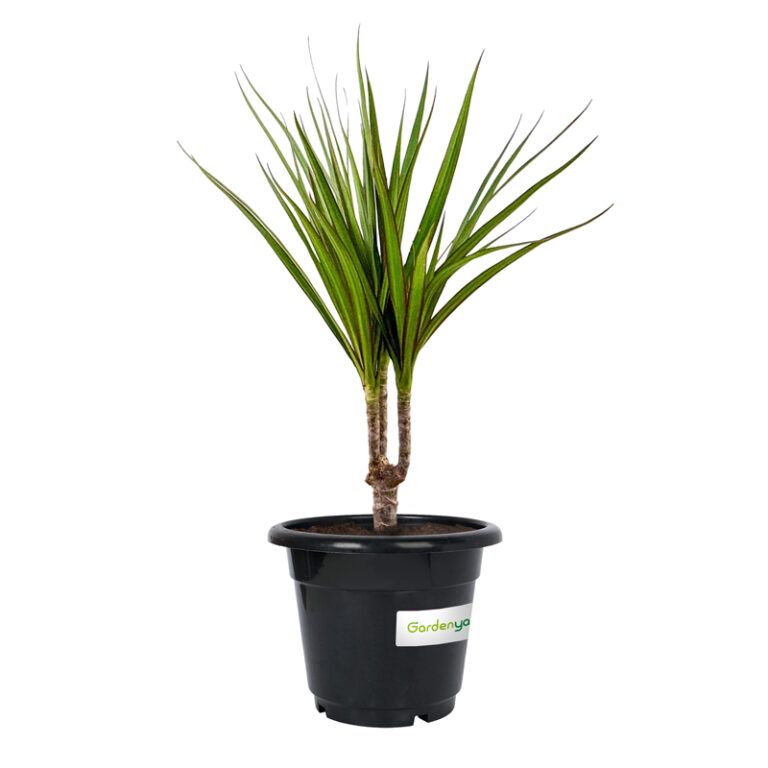 Dracaena Marginata