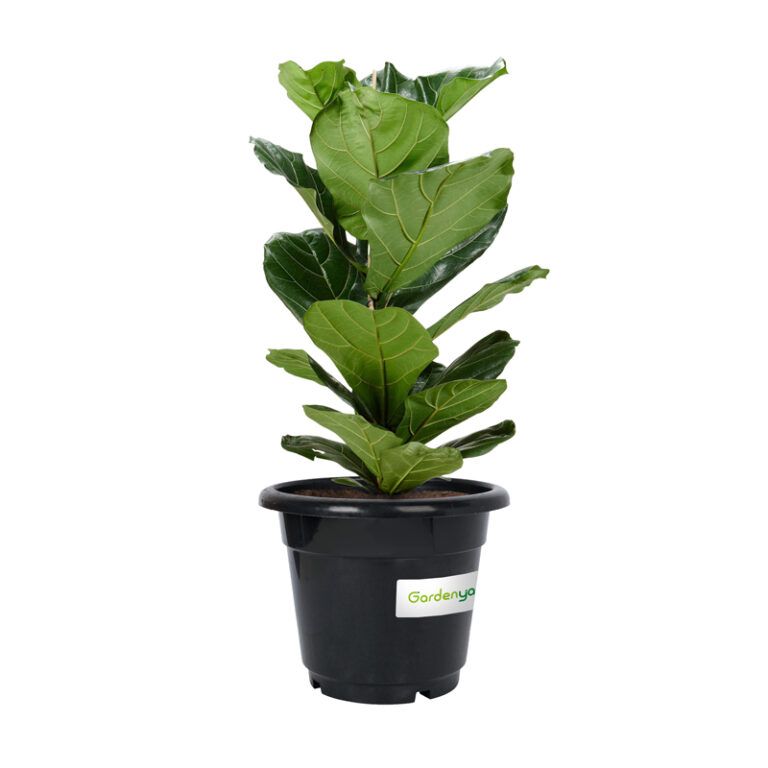Fiddle Leaf Fig
