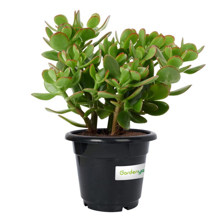 Jade Plant