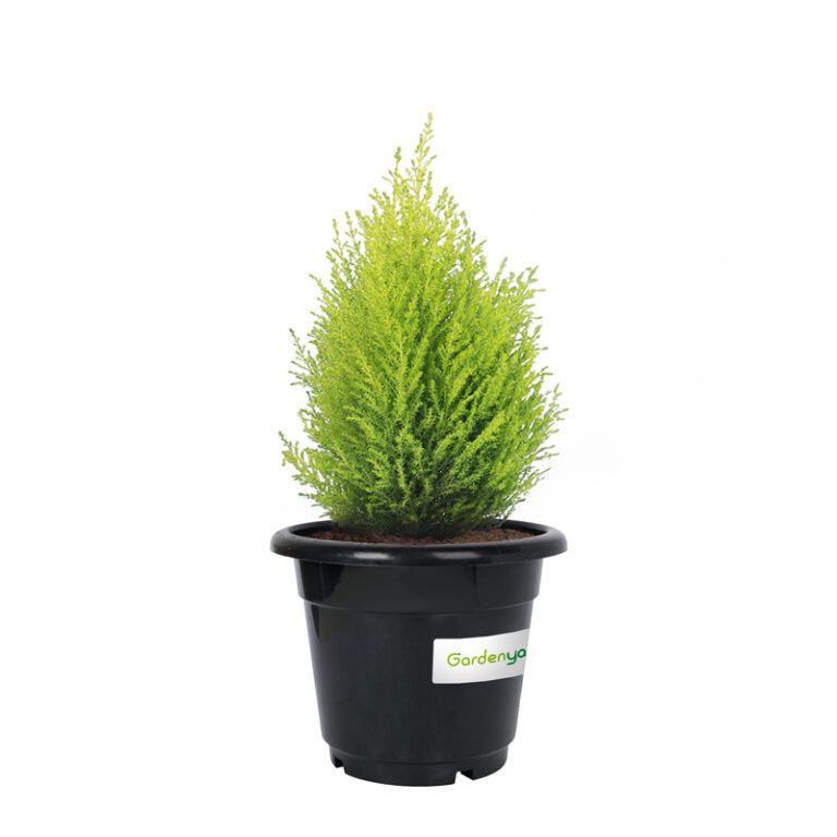 Lemon Cypress