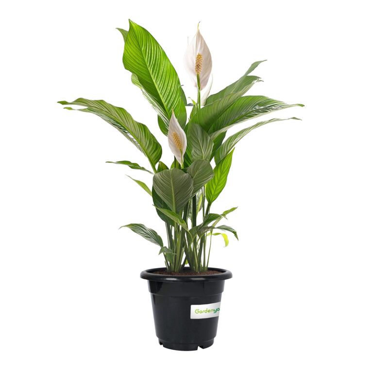 Peace Lily