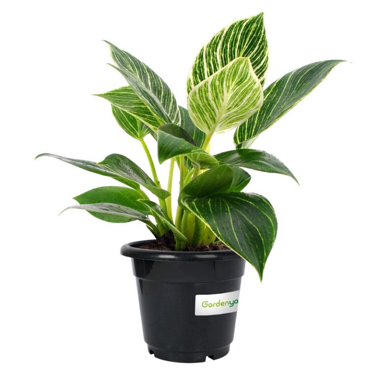 Philodendron Birkin
