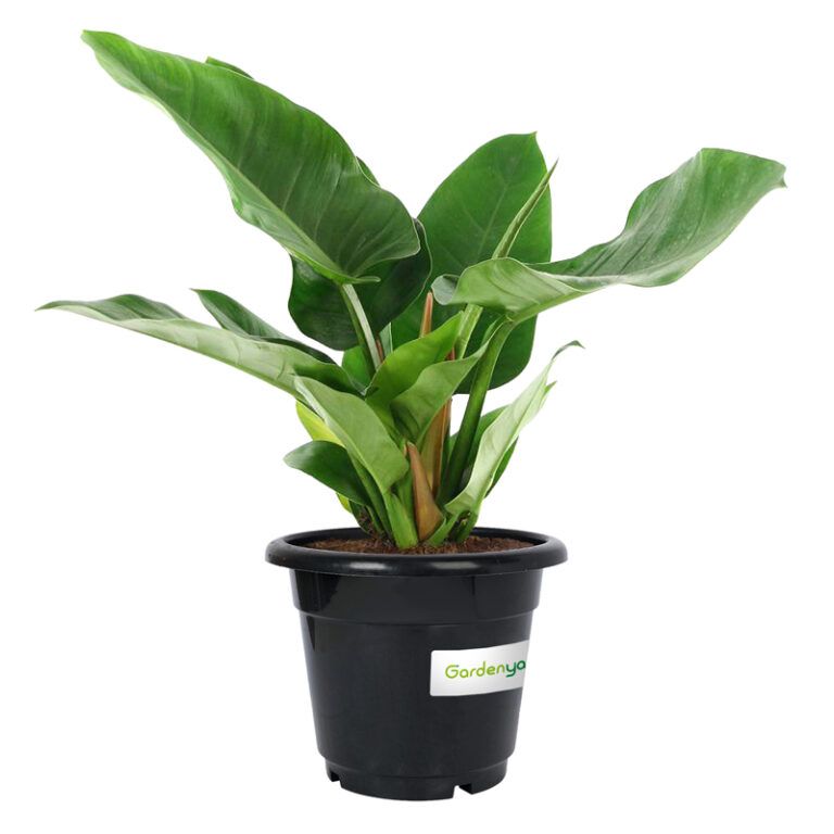 Philodendron Imperial Green