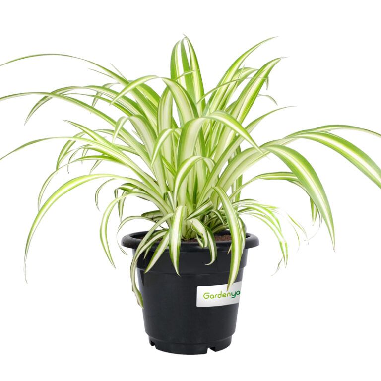 Spider Plant