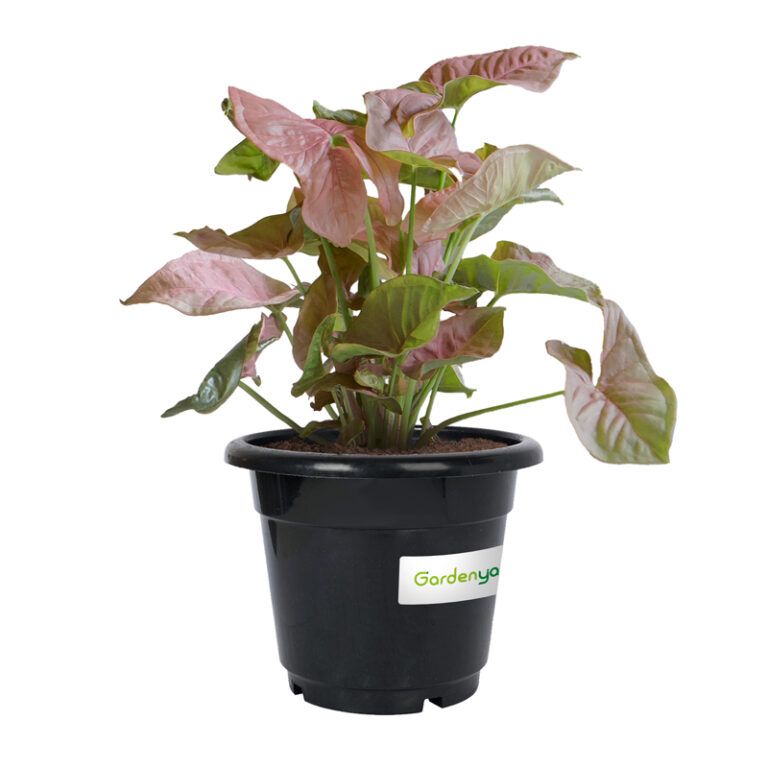 Syngonium Pink