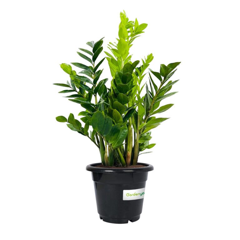 ZZ Plant